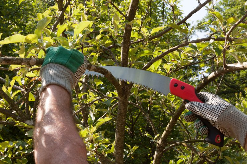 Birch Tree Pruning in Allentown, PA