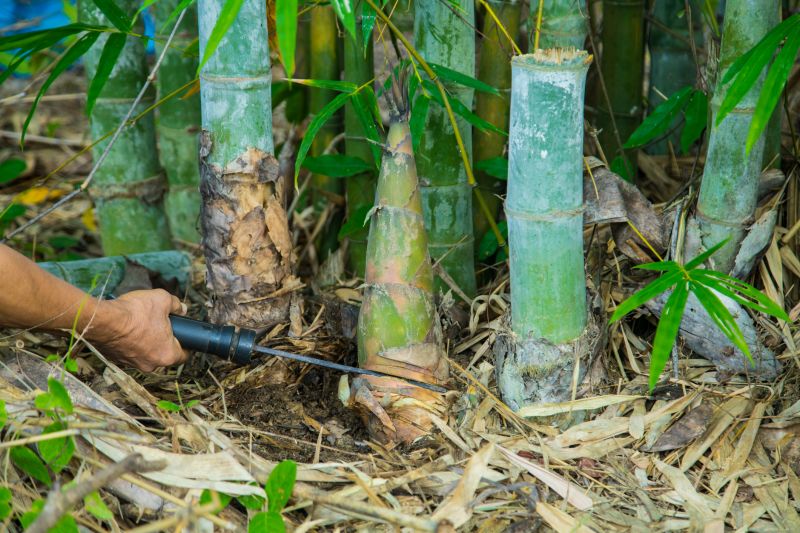 Bamboo Removal Services and Options