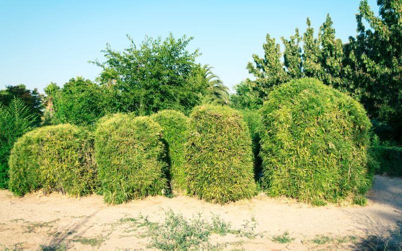 Bamboo Removal Services for Your Property