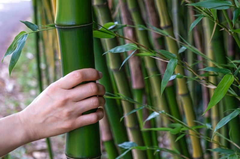 Bamboo Removal Services & Promotions
