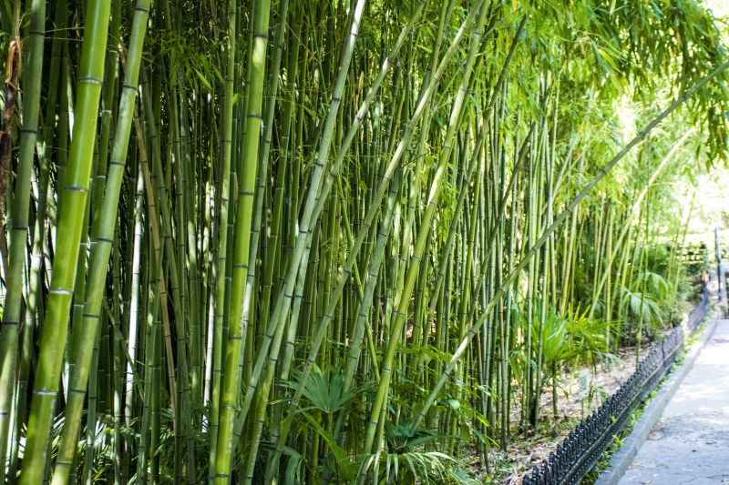 Bamboo Removal