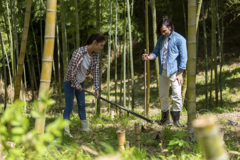 Bamboo Regrowth Prevention